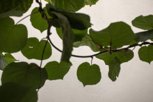 kiwi tree leaves in winter moving with a breeze