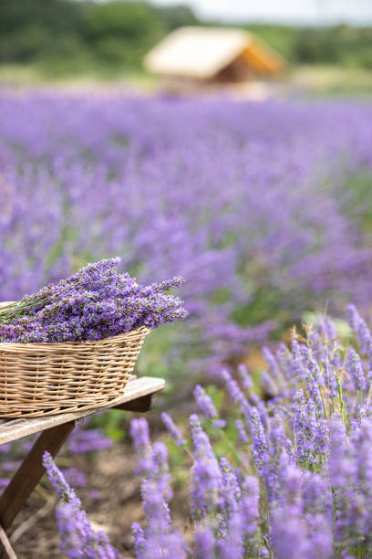 istock Harvesting season. Lavender bouquets and basket. 2197300164