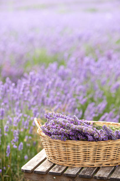 istock Harvesting season. Lavender bouquets and basket. 2197300233