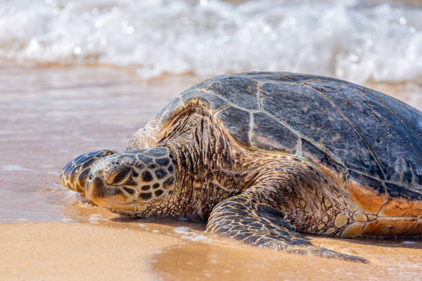 istock Green sea turtle on tropical beach near ocean 2197301348