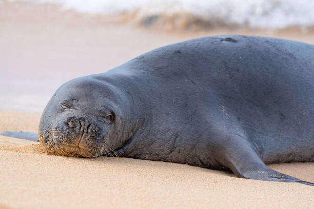 istock Monk seal resting on tropical beach 2197301380