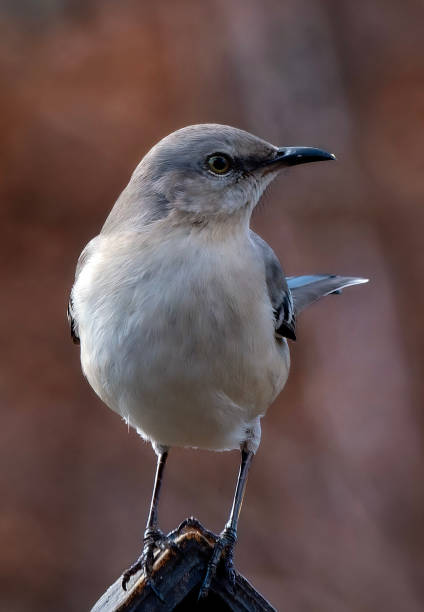 istock A Northern Mockingbird in afternoon light. 2197303313