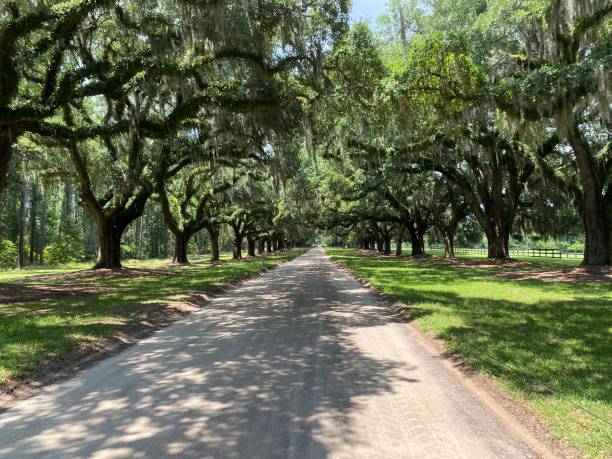 istock Plantation road Charleston South Carolina 2197305819