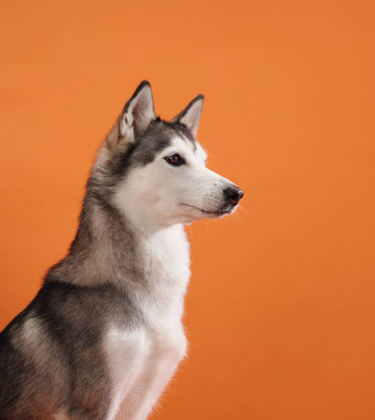 istock Attentive Husky with a curious gaze on orange 2197307863