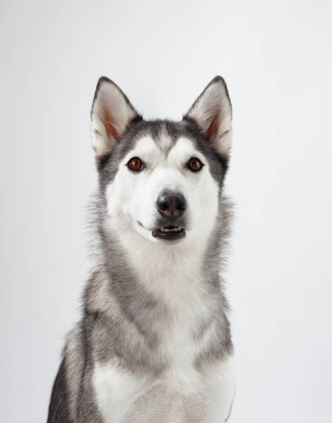 istock Attentive Siberian Husky portrait 2197307904