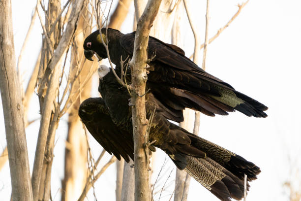 A family of black cockatoos (Calyptorhynchus funereus) with striking yellow cheeks and tail markings perched on bare branches in an Australian forest