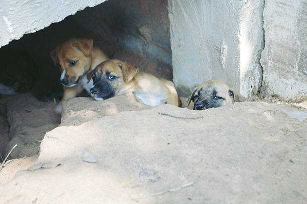 istock poor homeless animal 2197308153