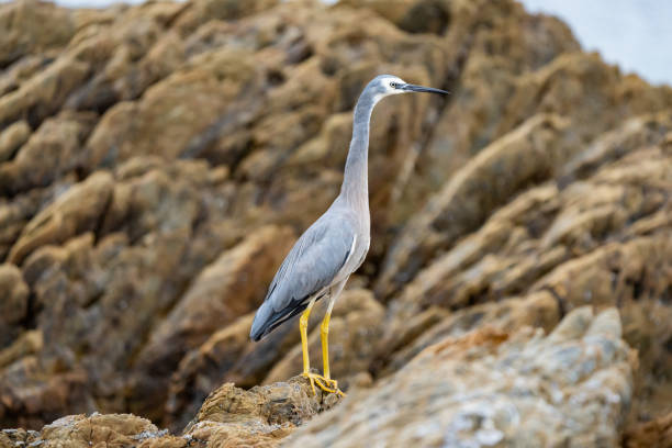 White-faced Heron (Egretta novaehollandiae) also known as (Ardea novaehollandiae) walks across sandstone rocks while foraging for food from a riverbank at the Woronora River, a tidal river in the southern Sydney region of New South Wales, Australia.