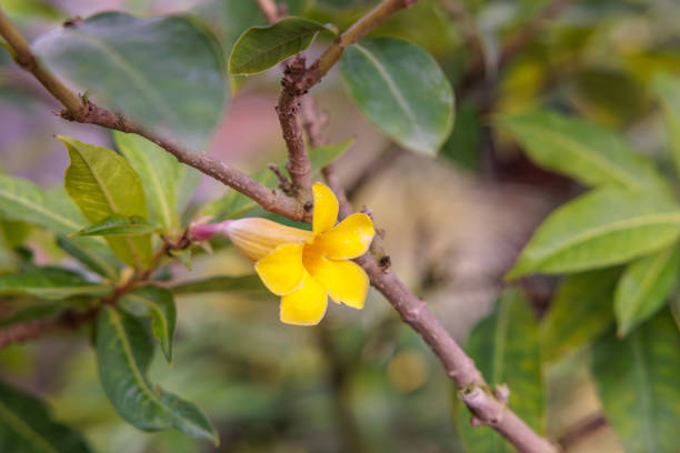 Close-up of blooming yellow flower (Thunbergia erecta)