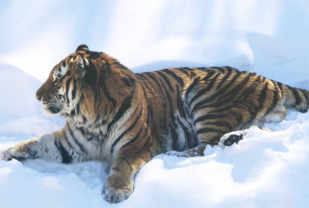 Bright winter capture of a regal Siberian tiger resting on a blanket of snow at the Minnesota Zoo.