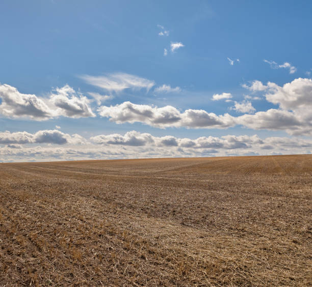 istock Vast Agricultural Field Under A Vibrant Blue Sky With White Puffy Clouds 2197308980
