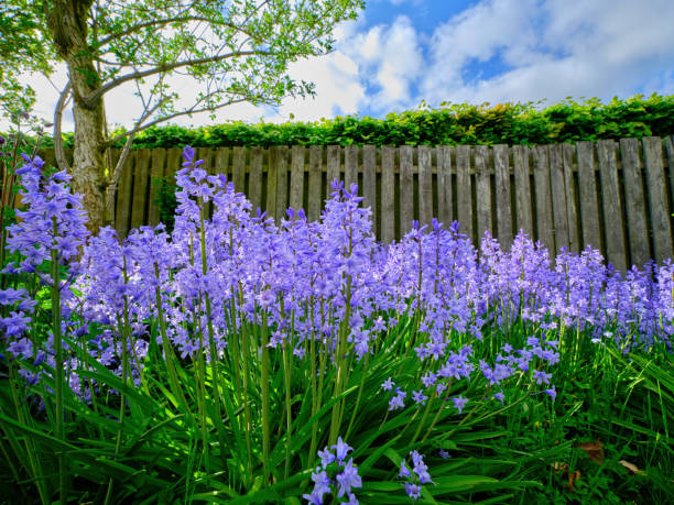 istock Purple Wildflowers Blooming in a Springtime Garden Under Clear Sky 2197308990