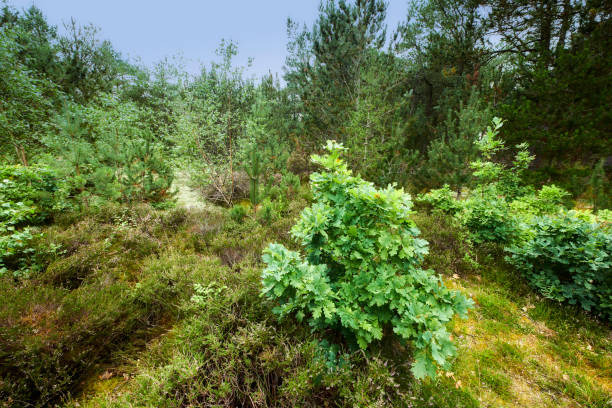 The lush green forest highlights the natural beauty of Denmark, capturing vibrant trees and shrubs bathed in daylight. A serene scene of Jutland's landscapes featuring diverse flora under the summer sunshine.