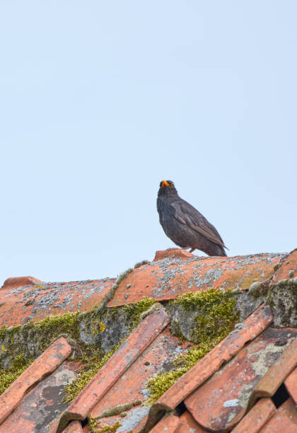 istock A blackbird perched on a rustic rooftop amidst moss-covered tiles during a tranquil summer day. 2197309079