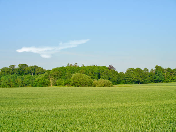Experience the beauty of lush green fields during summer in Denmark. Surrounded by a dense forest, the calm and picturesque nature conveys a peaceful and rejuvenating atmosphere.
