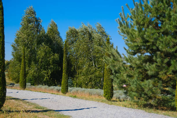 A peaceful gravel path bordered by tall cypress trees sways gently in the breeze, surrounded by lush greenery under a bright blue sky, creating a tranquil outdoor atmosphere ideal for walking or exploring.