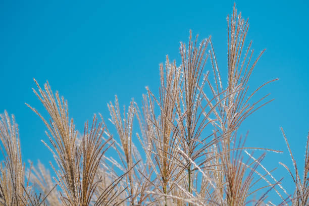 Delicate blades of frost-covered grass sway beautifully against a backdrop of clear blue sky during the early morning hours, capturing the serenity of a crisp day in nature.