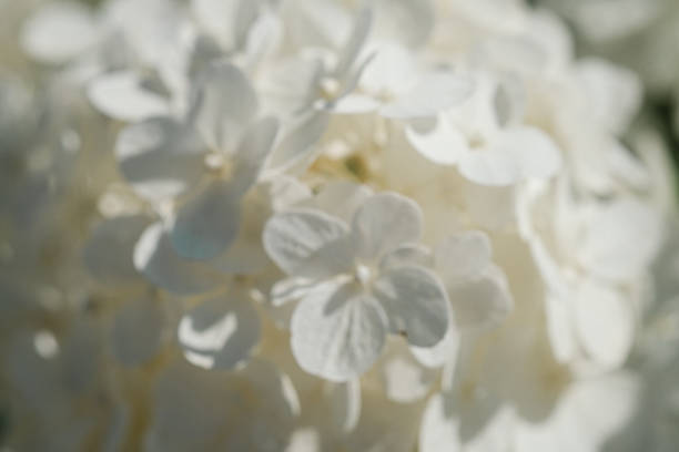 A close-up view reveals clusters of delicate white flowers illuminated by soft sunlight, showcasing their intricate petals and gentle curves in a vibrant natural setting.