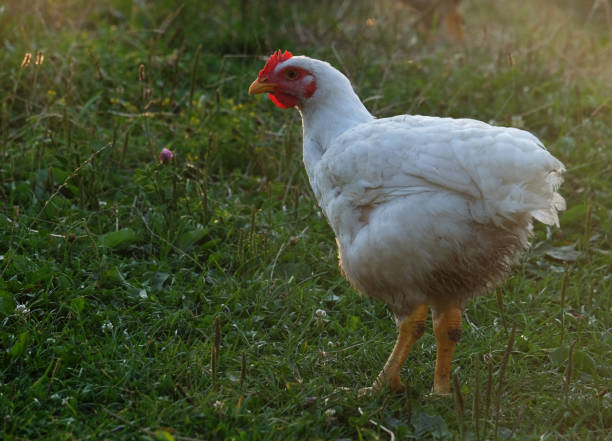 istock chicken that is walking along on the grass 2197310515