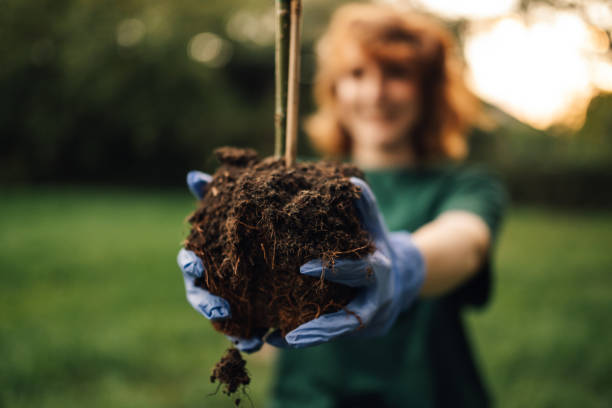 istock Volunteer holding sapling ready for planting in park 2197310638