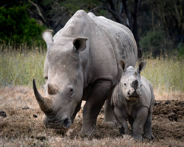 istock Baby rhino standing next to mother 2197310876