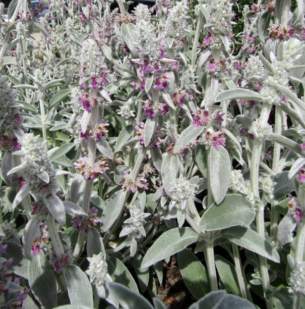 Stachys byzantina or lamb's ear flowering plant. Vancouver, BC, Canada
