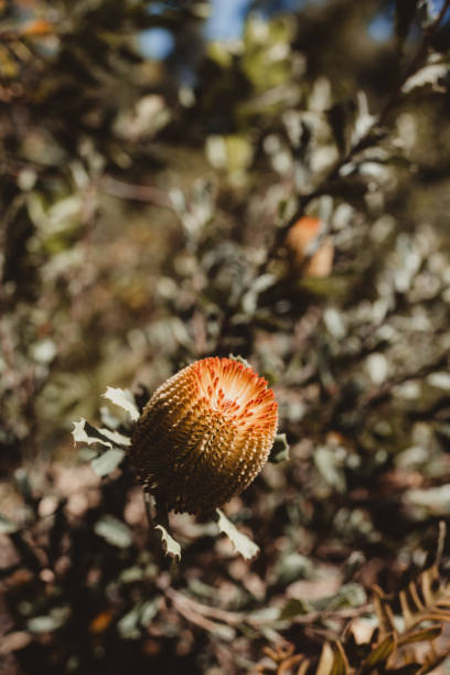 Botanical garden with firewood banksia