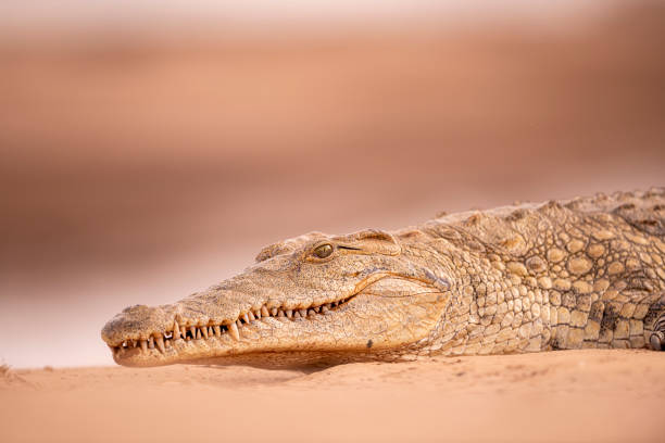 A powerful Nile crocodile (Crocodylus niloticus) basks on the sandy riverbank in Kenya, its rough, armored skin blending with the earthy tones of its surroundings. This apex predator embodies the raw power of Africa’s waterways.