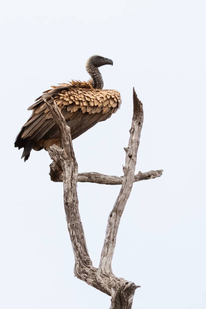 istock South African White Backed Vulture bird perched no branch. 2197314679