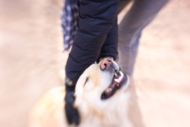 Man's Hands Petting Excited/Smiling Golden Retriever Outside