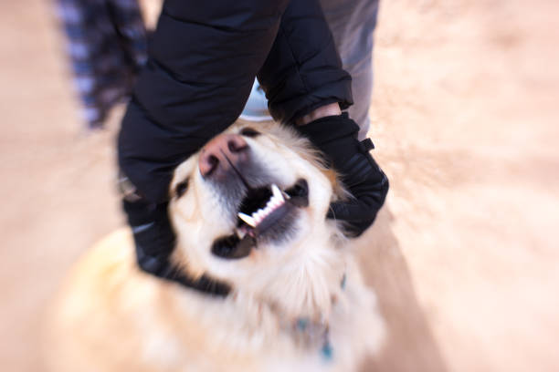 Man's Hands Petting Excited Golden Retriever Outside