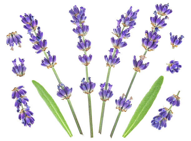 Free picture: lavender, flower, discrete, blossoms