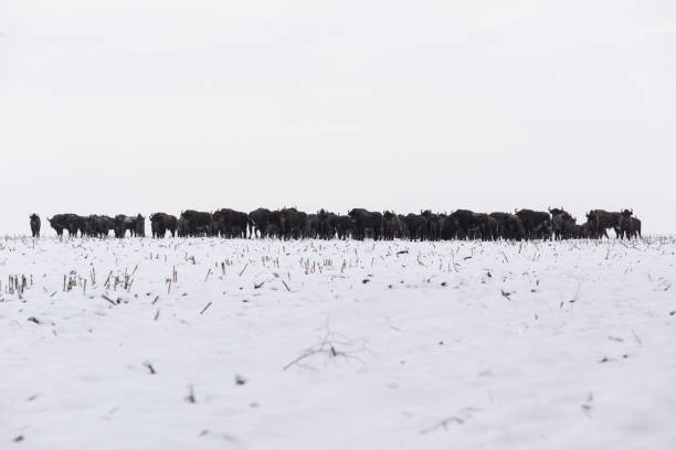 Bison bonasus in a snow-covered field landscape