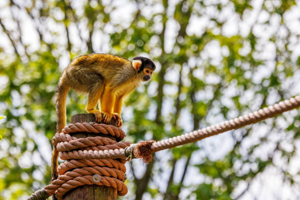 Black capped squirrel monkey, Saimiri boliviensis, climbing on a post. A New World monkey native to the upper Amazon basin in Bolivia, western Brazil and eastern Peru.