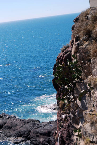 A striking view of a prickly pear cactus thriving on the edge of a steep coastal cliff, with the deep blue ocean stretching beyond. Sunlight reflects on the water, adding a sense of tranquility and resilience to the rugged landscape. Perfect for themes related to endurance, nature conservation, and desert flora.\n\ncoastal cactus, prickly pear, desert flora, resilient nature, ocean backdrop, rugged cliffs, survival in nature, conservation, arid plants, natural beauty