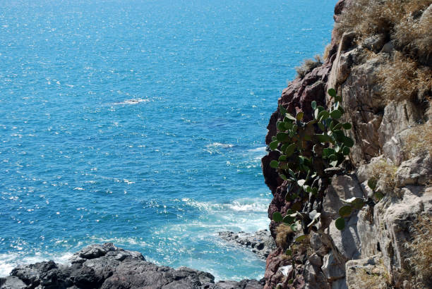 A striking view of a prickly pear cactus thriving on the edge of a steep coastal cliff, with the deep blue ocean stretching beyond. Sunlight reflects on the water, adding a sense of tranquility and resilience to the rugged landscape. Perfect for themes related to endurance, nature conservation, and desert flora.coastal cactus, prickly pear, desert flora, resilient nature, ocean backdrop, rugged cliffs, survival in nature, conservation, arid plants, natural beauty