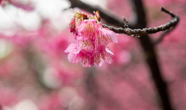 istock Amami Oshima: Winter cherry blossoms herald the approach of spring 2197322731