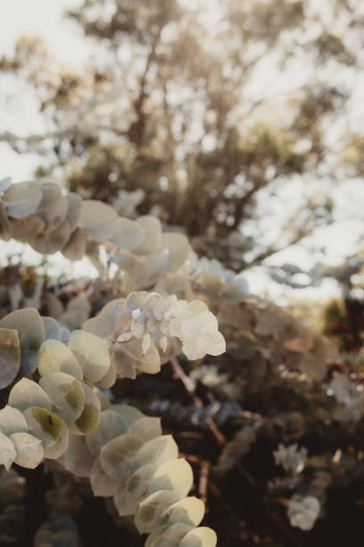 Green eucalyptus leaves backlit