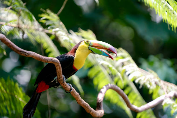 istock Keel-billed toucan (Ramphastos sulfuratus) Costa Rica 2197323612