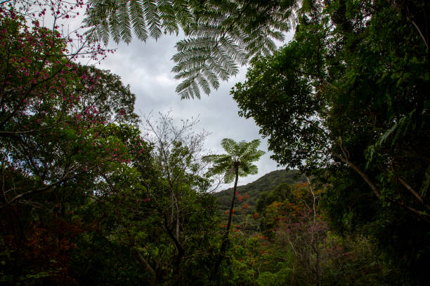 Amami Oshima, World Natural Heritage Forest