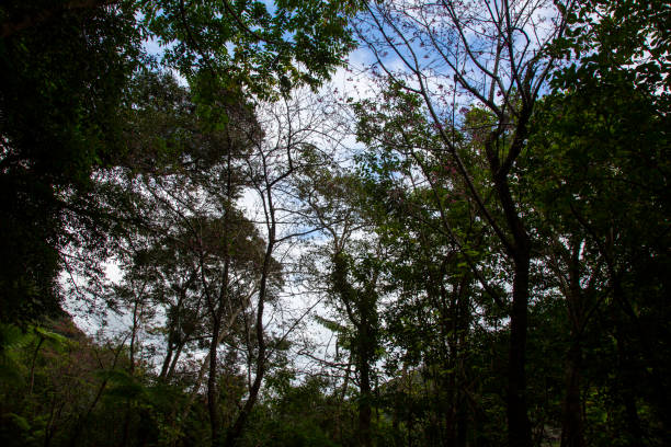 Tall trees in the forest