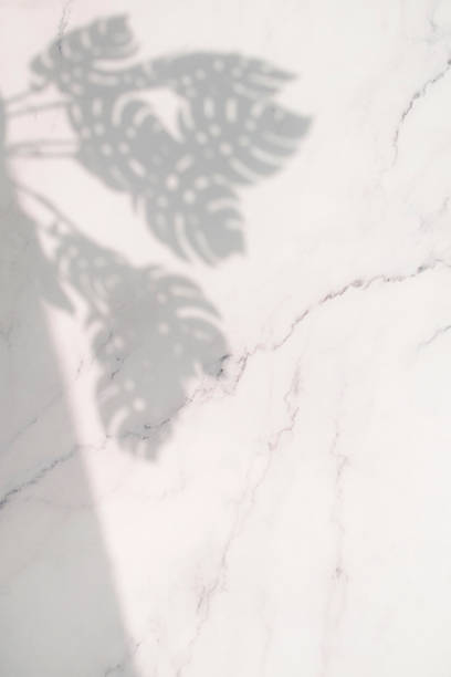 istock Plant Shadows and Copy Spaces on Walls 2197324511