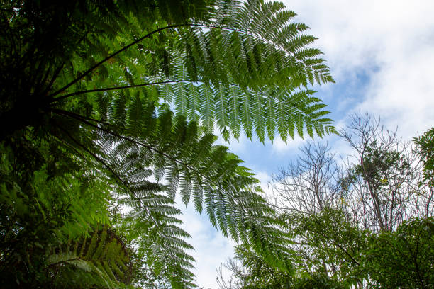 istock Amami Oshima, World Natural Heritage Forest 2197324527