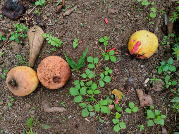 close-up of overripe and decaying guava fruits resting on the dirt, their skins brown and wrinkled. concept: Rotten guava fruits, Decayed tropical fruit, Overripe guavas on soil, Nature’s decay, Fallen guava fruit in dirt, Agriculture waste, Spoiled guava on the ground, Brown, wrinkled guava, Abandoned fruit on earth, Decomposing fruit in nature, Environmental decay concept, Rotten produce in nature, Wild fruit decay, Agricultural waste in nature, Dirty ground with rotting fruit.