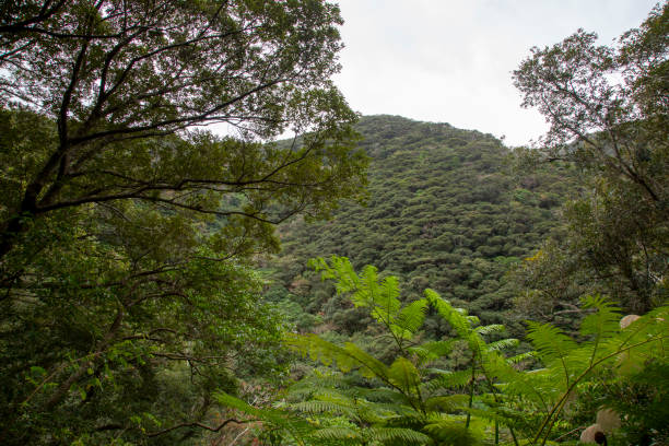 istock Amami Oshima, World Natural Heritage Forest 2197325231