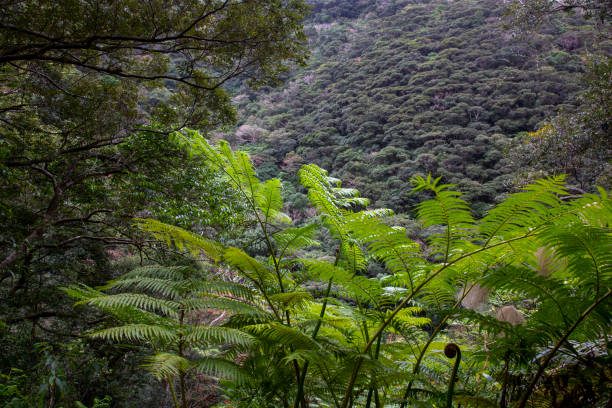 istock Amami Oshima, World Natural Heritage Forest 2197325242