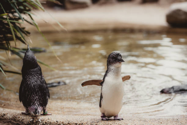 Group of small fairy penguins in the water