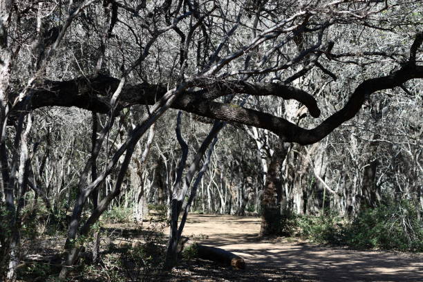 Hiking trail in the park
