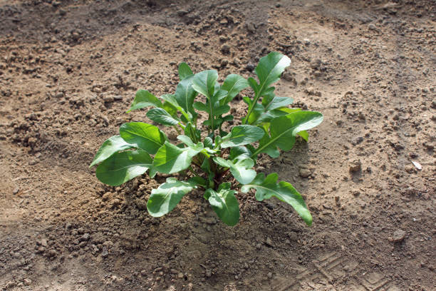 istock Arugula grown in the vegetable garden 2197329987