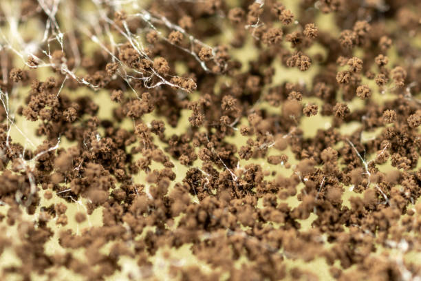 istock Backgrounds of Bacteria and Mold under the microscope in Lab. 2197332208